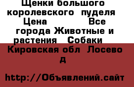 Щенки большого (королевского) пуделя › Цена ­ 25 000 - Все города Животные и растения » Собаки   . Кировская обл.,Лосево д.